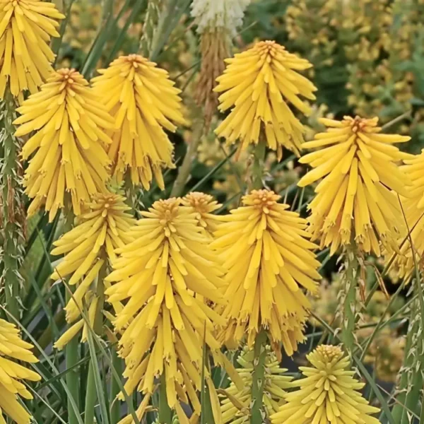 Kniphofia 'Banana Popsicle' (Popsicle Series)
