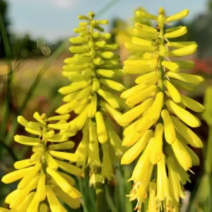 Kniphofia 'Lemon Popsicle' (Popsicle Series)