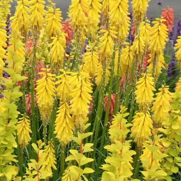 Kniphofia 'Lemon Popsicle' (Popsicle Series) - Image 2