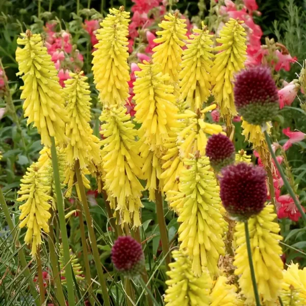 Kniphofia 'Lemon Popsicle' (Popsicle Series) - Image 3