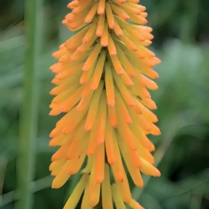 Kniphofia 'Mango Popsicle' (Popsicle Series)