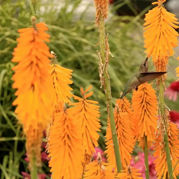 Kniphofia 'Mango Popsicle' (Popsicle Series) - Image 2