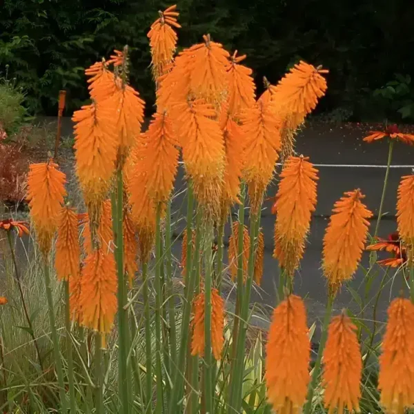 Kniphofia 'Mango Popsicle' (Popsicle Series) - Image 3
