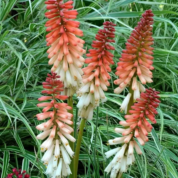 Kniphofia Orange Vanilla Popsicle (Popsicle Series) - Image 3