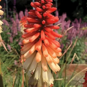 Kniphofia Orange Vanilla Popsicle (Popsicle Series)