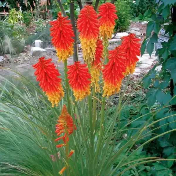 Kniphofia 'Papaya Popsicle' (Popsicle Series) - Image 3