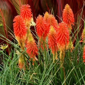 Kniphofia 'Papaya Popsicle' (Popsicle Series)