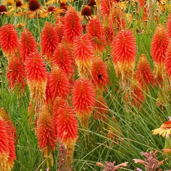 Kniphofia 'Papaya Popsicle' (Popsicle Series) - Image 2
