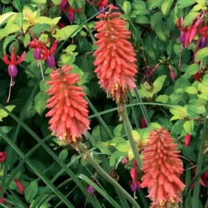 Kniphofia 'Redhot Popsicle' (Popsicle series)