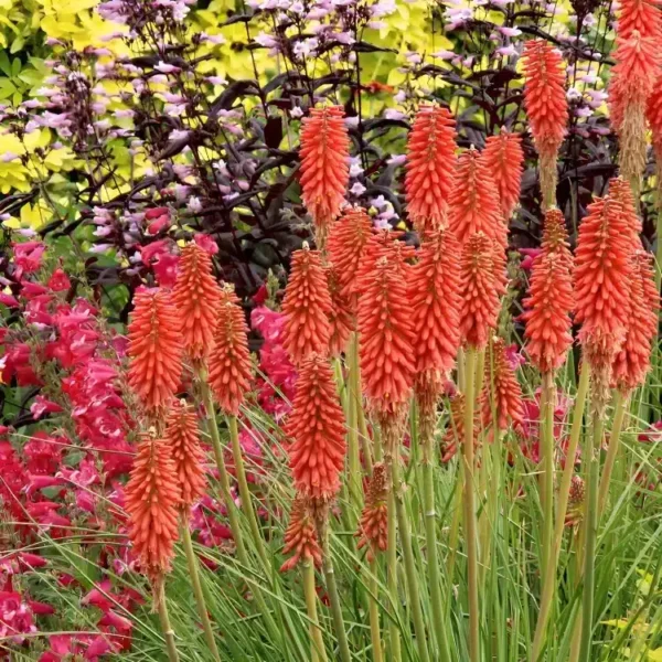 Kniphofia 'Redhot Popsicle' (Popsicle series) - Image 2