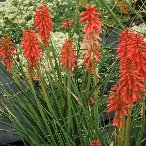 Kniphofia 'Redhot Popsicle' (Popsicle series) - Image 3