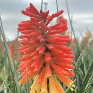 Kniphofia ‘Rocket Jr.’