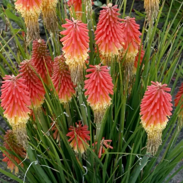 Kniphofia ‘Rocket Jr.’ - Image 3