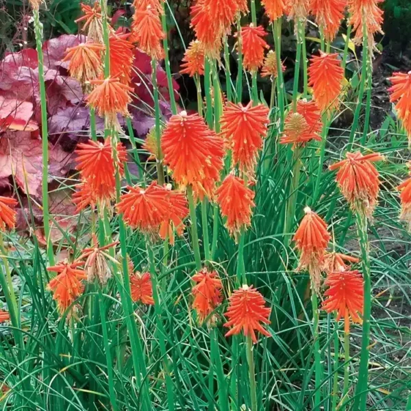 Kniphofia 'Fire Glow' (Popsicle Series) - Image 2
