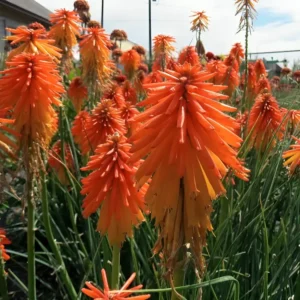 Kniphofia 'Fire Glow' (Popsicle Series)