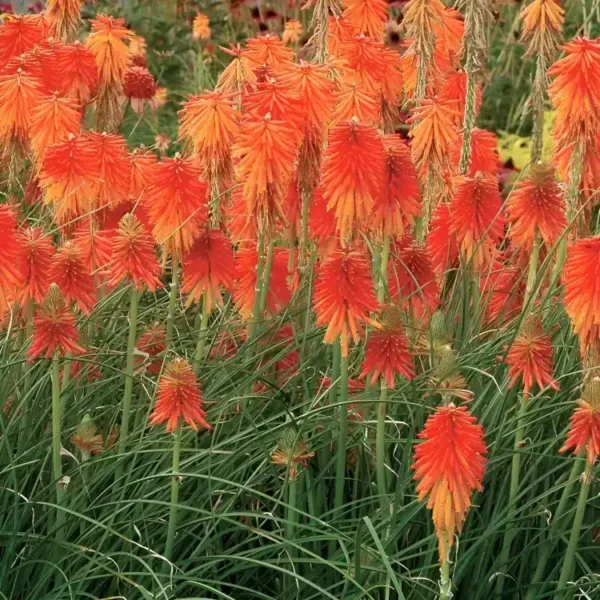 Kniphofia 'Fire Glow' (Popsicle Series) - Image 3