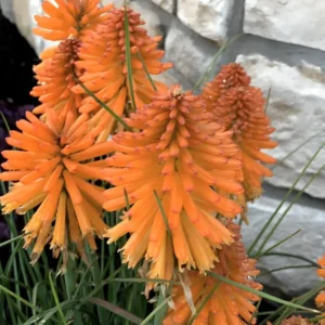 Kniphofia 'Poco Orange' (Poco Series)