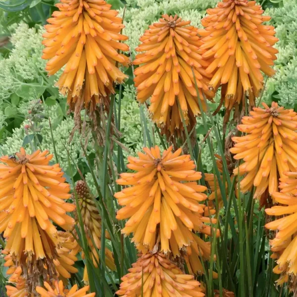 Kniphofia 'Poco Orange' (Poco Series) - Image 2