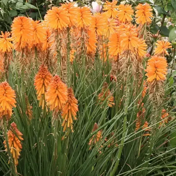 Kniphofia 'Poco Orange' (Poco Series) - Image 3