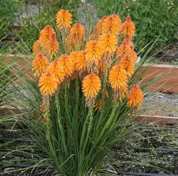 Kniphofia 'Poco Orange' (Poco Series) - Image 4