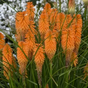 Kniphofia x hybrid 'Pyromania Orange Blaze'