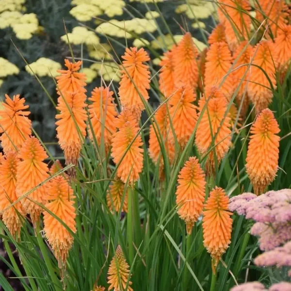Kniphofia x hybrid 'Pyromania Orange Blaze' - Image 2