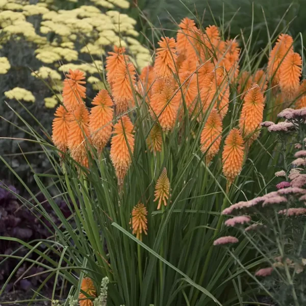 Kniphofia x hybrid 'Pyromania Orange Blaze' - Image 3