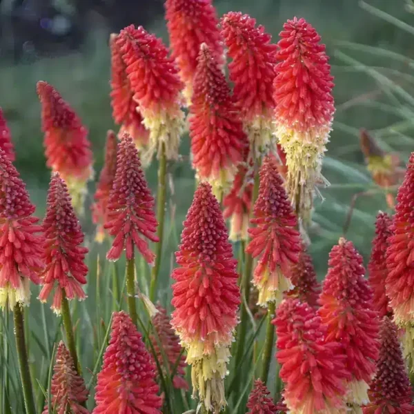 Kniphofia x hybrid 'Pyromania Rocket's Red Glare' - Image 3
