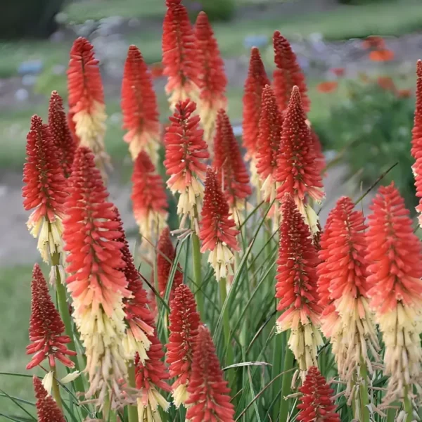Kniphofia x hybrid 'Pyromania Rocket's Red Glare' - Image 2