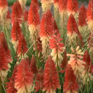 Kniphofia x hybrid 'Pyromania Rocket's Red Glare'