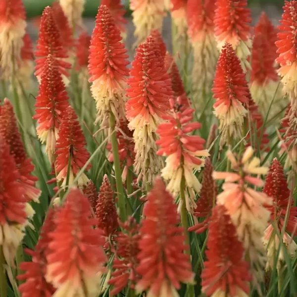 Kniphofia x hybrid 'Pyromania Rocket's Red Glare'