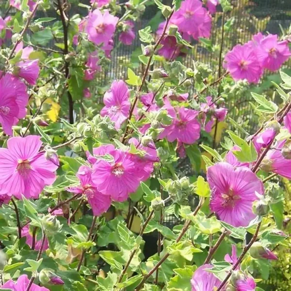 Lavatera x clementii Burgundy Wine 1