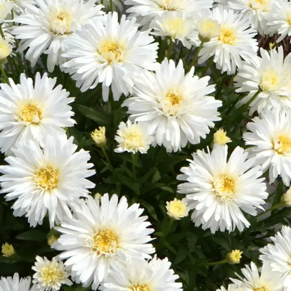 Leucanthemum 'Mount Hood' - Image 2