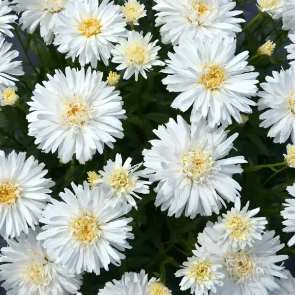 Leucanthemum 'Mount Hood' - Image 3