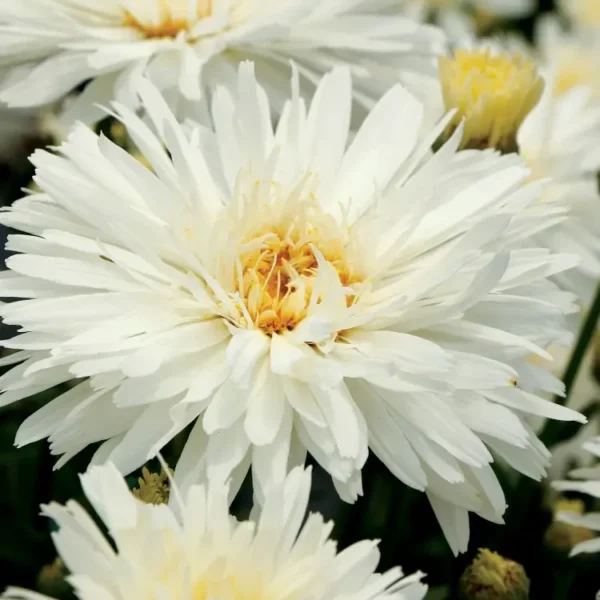 Leucanthemum 'Mount Hood'