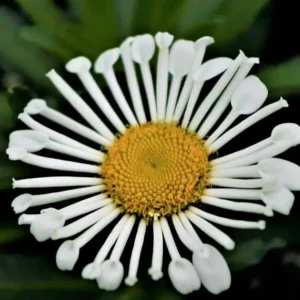 Leucanthemum x superbum Sweet Daisy 'Sophie'