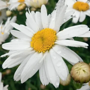 Leucanthemum x maximum 'Madonna'
