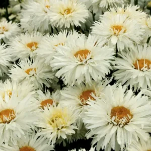 Leucanthemum x superbum 'Coconut'