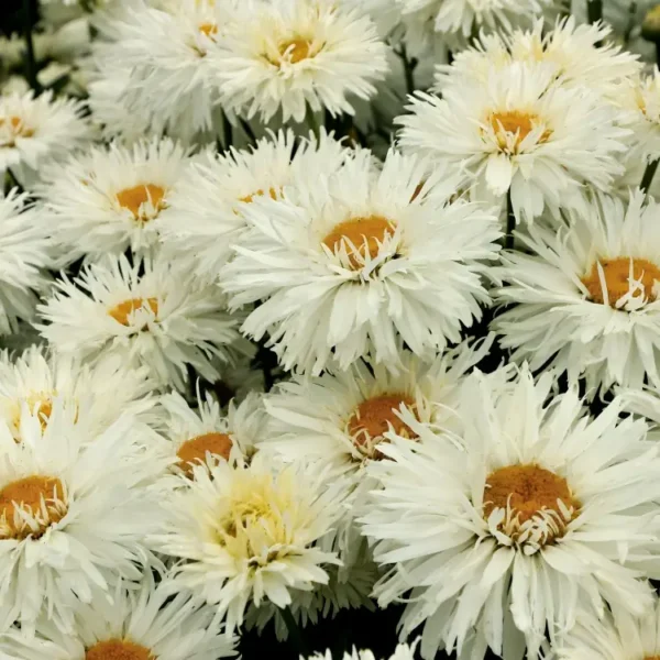 Leucanthemum x superbum 'Coconut'