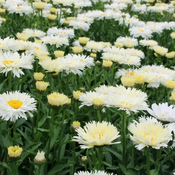 Leucanthemum x superbum 'Coconut' - Image 2