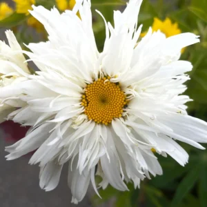 Leucanthemum x superbum 'Crazy Daisy'