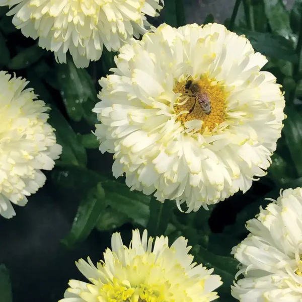 Leucanthemum x superbum 'Luna' - Image 2
