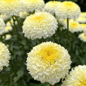 Leucanthemum x superbum 'Luna'