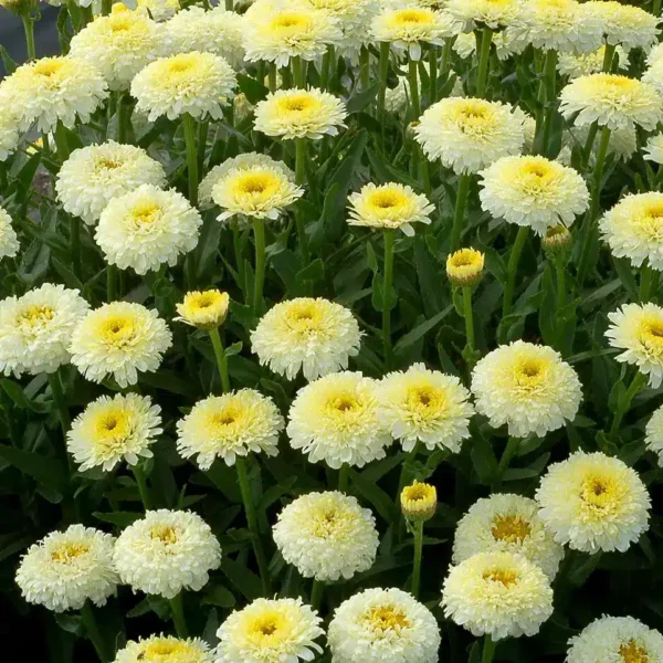 Leucanthemum x superbum 'Luna' - Image 3