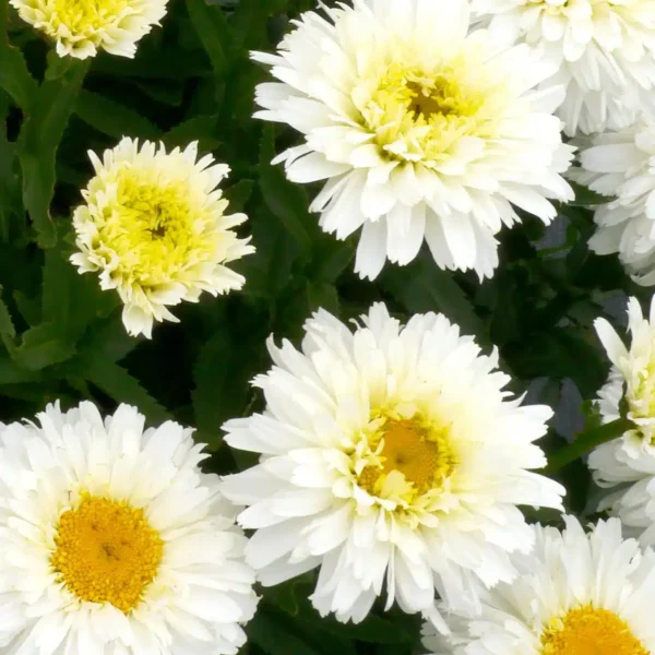 Leucanthemum x superbum 'Macaroon'