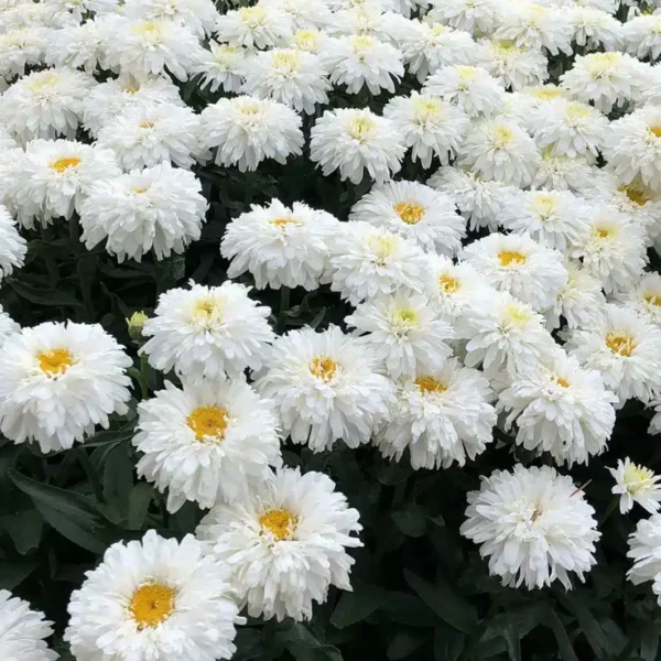 Leucanthemum x superbum 'Macaroon' - Image 3