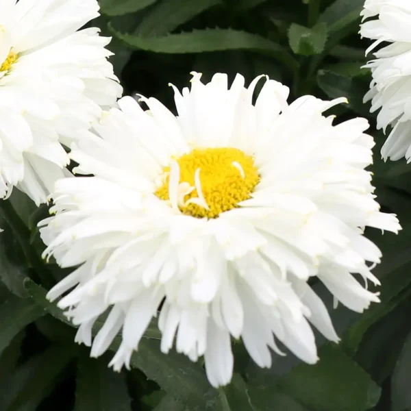 Leucanthemum x superbum 'Macaroon' - Image 2