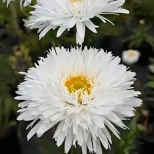 Leucanthemum x superbum 'Sante'