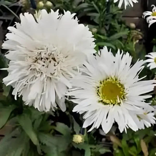 Leucanthemum x superbum 'Sante' - Image 2