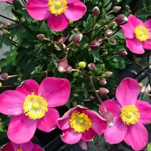Anemone  'Summer Breeze'  (Japanese Anemone)